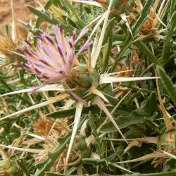 Centaurea pungens subsp. pungens