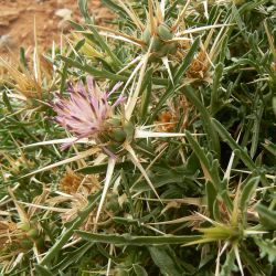 Centaurea pungens subsp. pungens