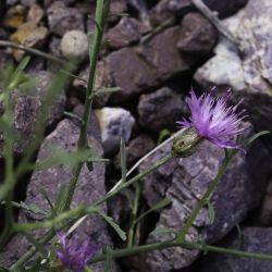 Centaurea resupinata subsp. simulans