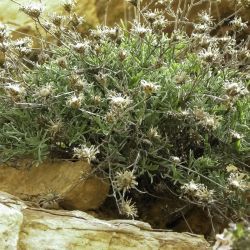 Centaurea resupinata subsp. simulans