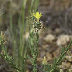 Centaurea sulphurea