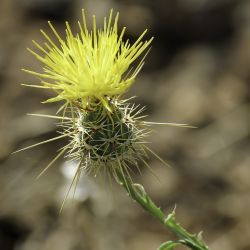 Centaurea sulphurea