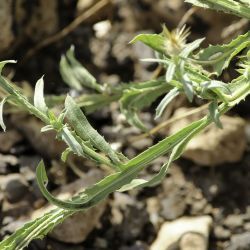 Centaurea sulphurea