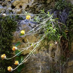 Centaurea xaveri