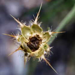 Centaurea xaveri