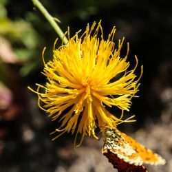 Centaurea xaveri