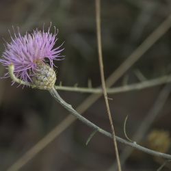 Cheirolophus benoistii