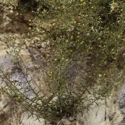 Chiliadenus antiatlanticus