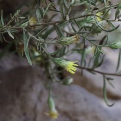 Chiliadenus antiatlanticus
