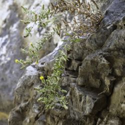 Chiliadenus glutinosus