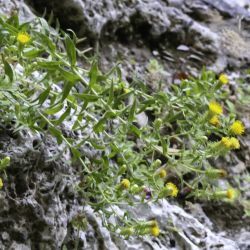 Chiliadenus glutinosus