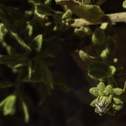 Chiliadenus rupestris
