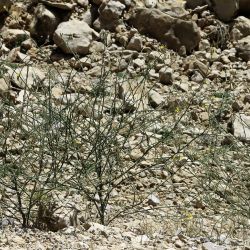 Chondrilla juncea