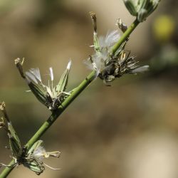 Chondrilla juncea