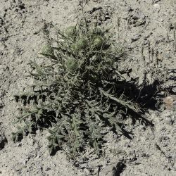 Cirsium echinatum