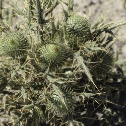 Cirsium echinatum