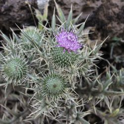 Cirsium echinatum