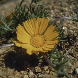 Cladanthus arabicus