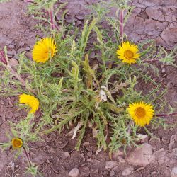Cladanthus arabicus