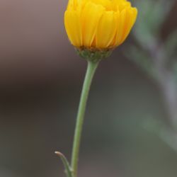Cladanthus eriolepis