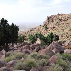 Cladanthus scariosus