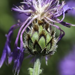 Cyanus triumfettii