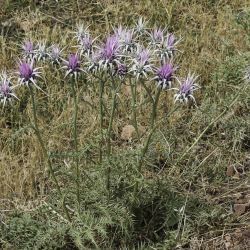 Cynara baetica subsp. maroccana