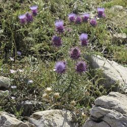 Cynara baetica subsp. maroccana