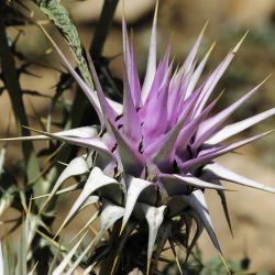 Cynara baetica subsp. maroccana