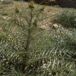 Cynara cardunculus subsp. flavescens