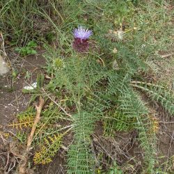 Cynara humilis