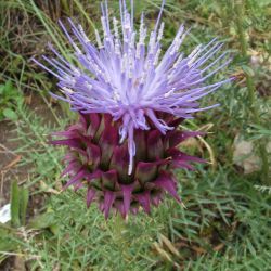 Cynara humilis