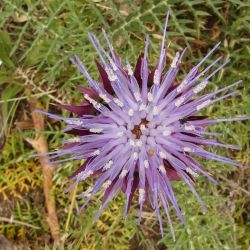 Cynara humilis