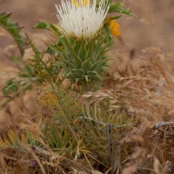 Cynara humilis