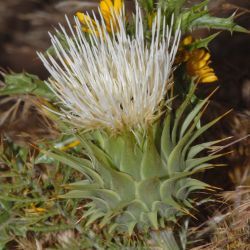 Cynara humilis