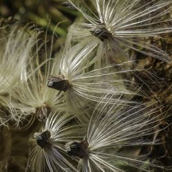 Cynara humilis