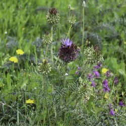 Cynara humilis