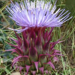 Cynara humilis