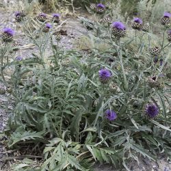 Cynara scolymus