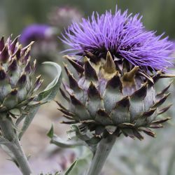 Cynara scolymus