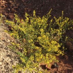 Dittrichia viscosa