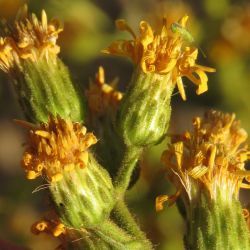 Dittrichia viscosa