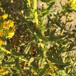 Dittrichia viscosa