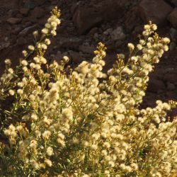 Dittrichia viscosa