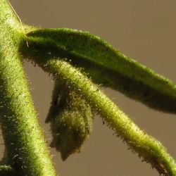 Dittrichia viscosa