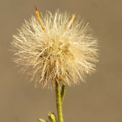 Dittrichia viscosa