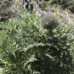 Echinops fontqueri