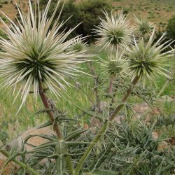 Echinops spinosissimus subsp. spinosus