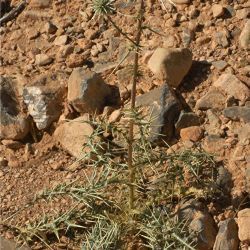 Echinops spinosissimus subsp. spinosus