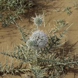 Echinops spinosissimus subsp. spinosus